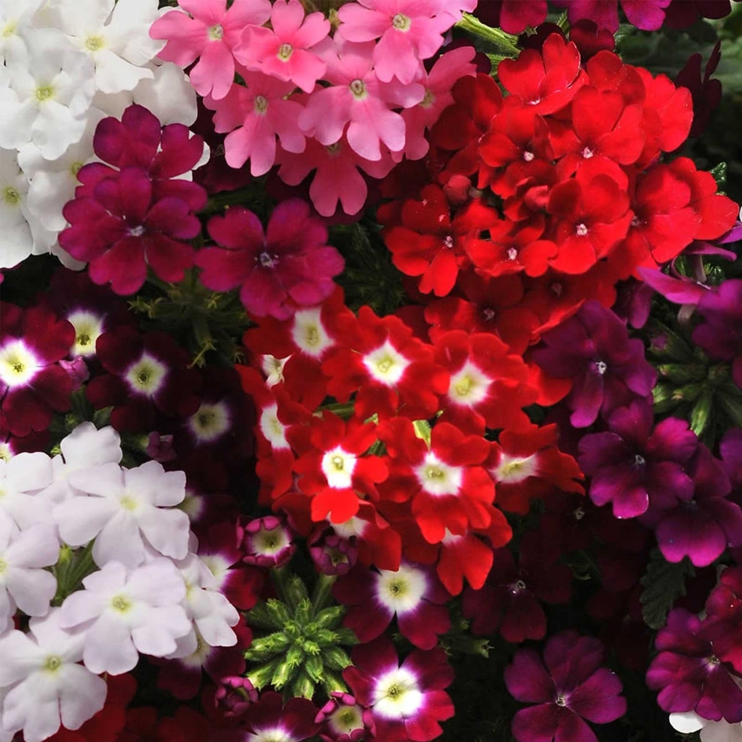 Mixed Verbena Flower Seeds for Planting – Heirloom & Non-GMO Blooms for Borders, Hanging Baskets & Pollinator Gardens