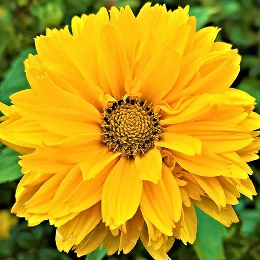 False Sunflower Seeds - Heliopsis Helianthoides, Perennial with Bright, Cheerful Blooms