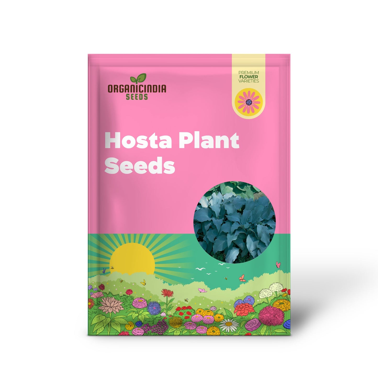 Rare Sky Blue Hosta Plant Seeds Fragrant August Lily, Drought-Tolerant Landscaping Gem