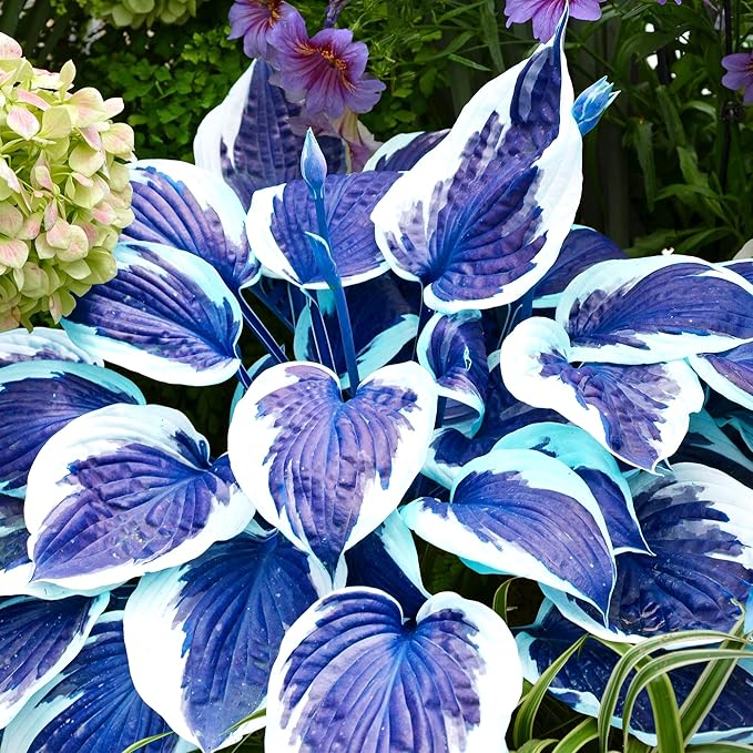 Dark Blue Shade Hosta Seeds For Planting