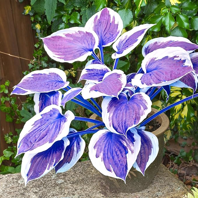 Dark Blue Shade Hosta Seeds For Planting