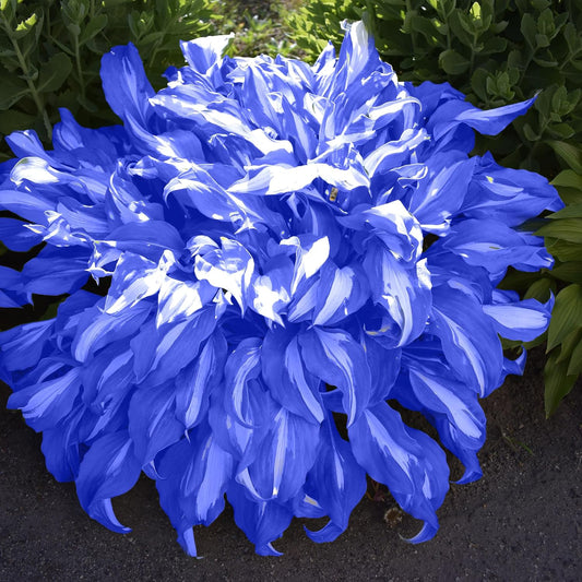 Perennial Blue Hosta Seeds, Premium Hosta Seeds for Outdoor Garden Planting