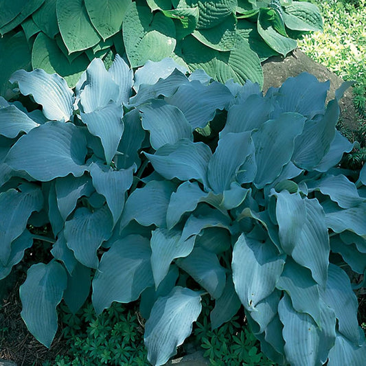 Rare Sky Blue Hosta Plant Seeds Fragrant August Lily, Drought-Tolerant Landscaping Gem