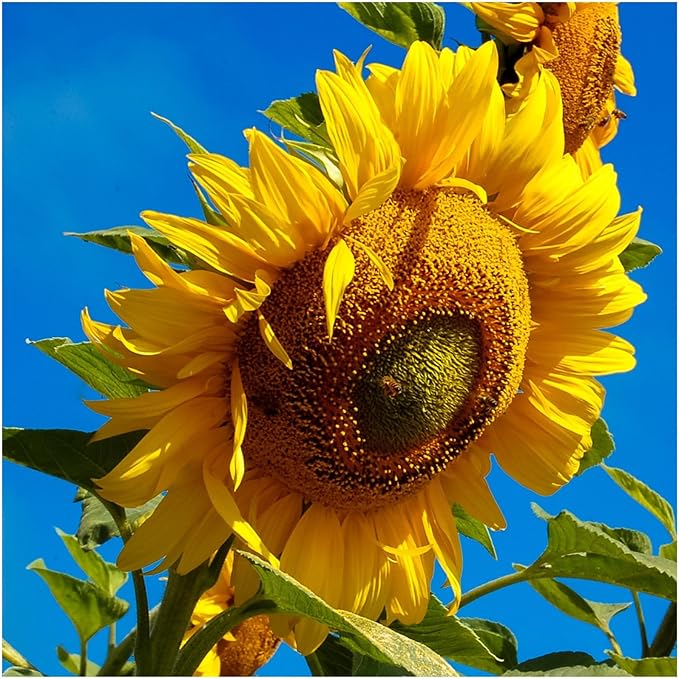 Dwarf Grey Striped Sunflower Seeds for Planting – Compact, Beautiful, Easy Grow Non-GMO Garden Sunflowers