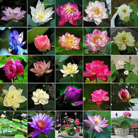 Mixed Bowl Lotus Seeds for Planting