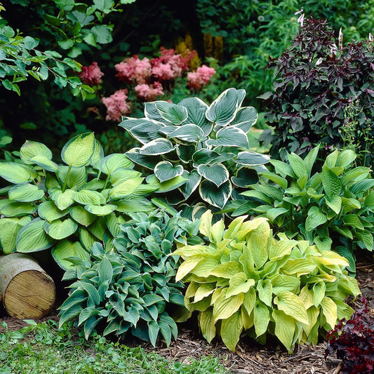 Mixed Color Hosta Seeds And Non-GMO, Easy-Care Perennial for Potted & Garden Plants
