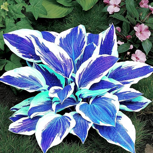 Dark Blue Shade Hosta Seeds For Planting