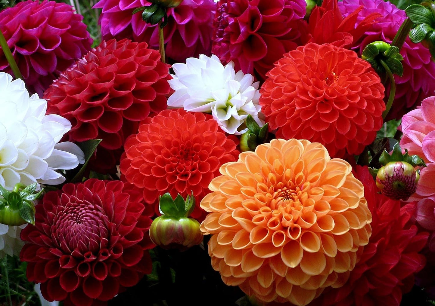Dahlia Pinnata Flower Seeds – Heirloom, Non-GMO Vibrant Garden Blooms