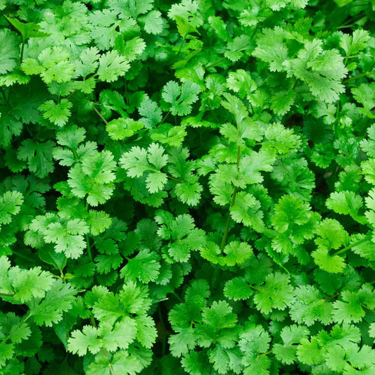 Cilantro Coriander Herb Seeds for Planting – Heirloom, Non-GMO, High Germination Organic Garden Seeds for Culinary Use