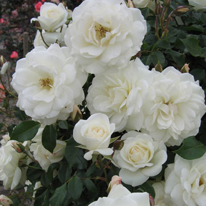 Iceberg Climbing Rose 1.5 gallon Pot