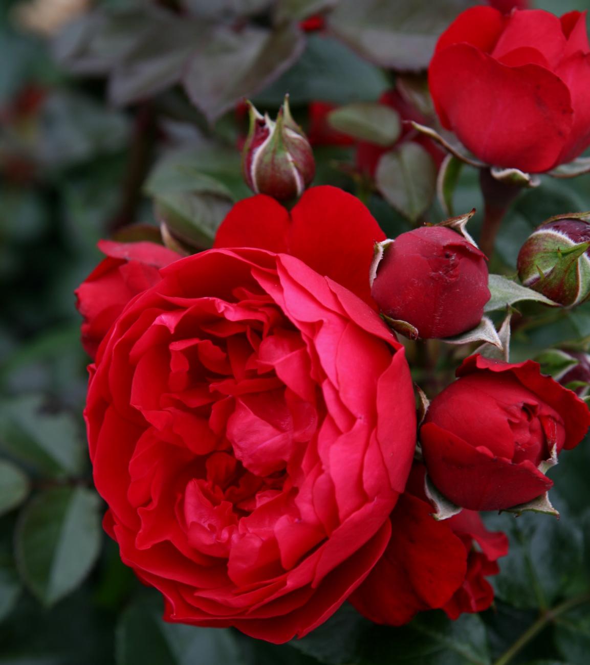 Red Eden Climbing Rose 1.5 gallon Pot