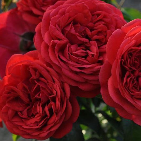 Don Juan Climbing Rose 1.5 gallon Pot