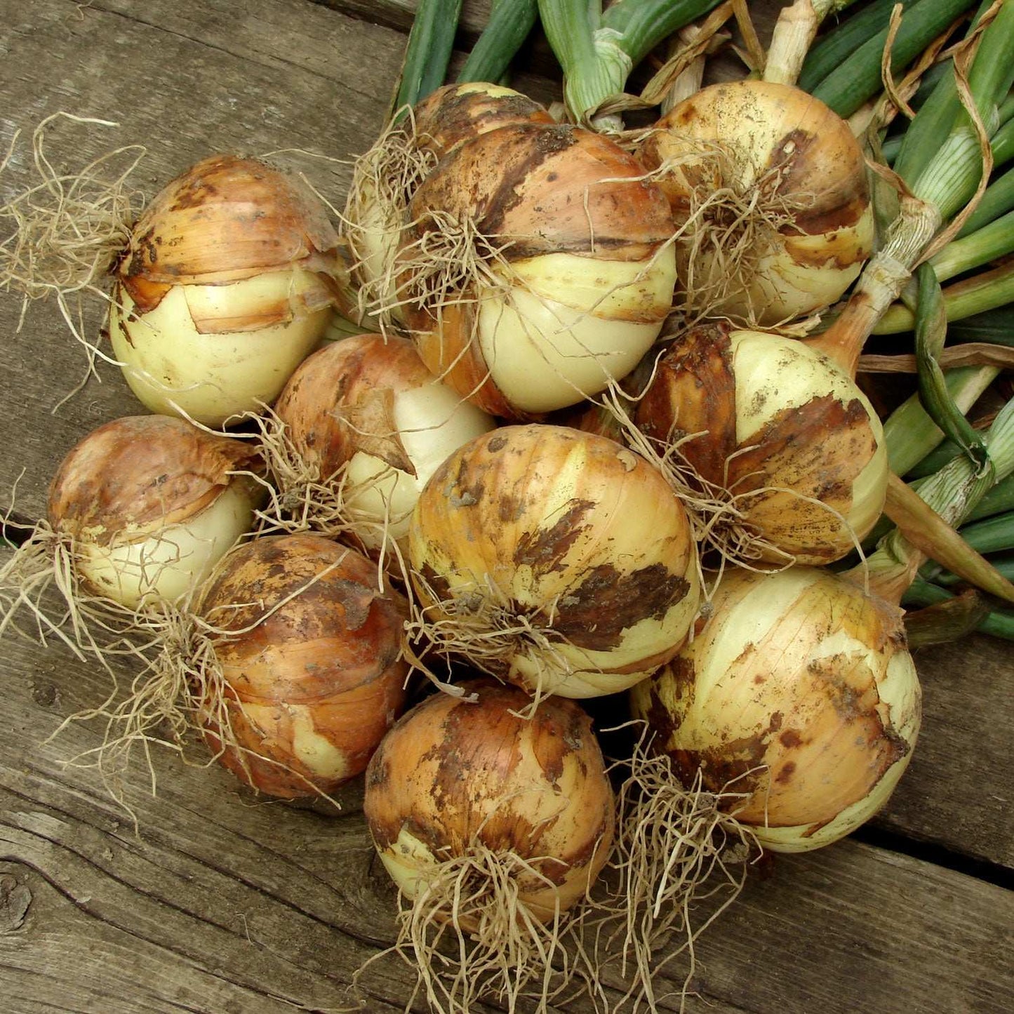 Mixed Yellow Red Onion Sets 50-60 Bulbs Non-GMO
