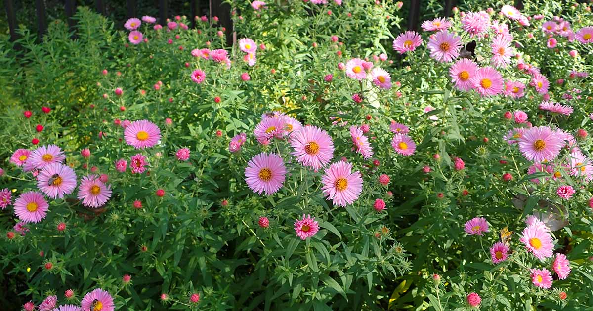Soft Pink Aster Flower Seeds for Planting – Heirloom, Non-GMO & Organic Garden Blooms