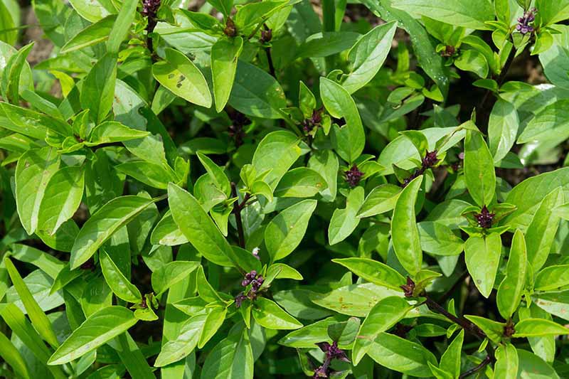 Thai Basil Herb Seeds for Planting – Heirloom, Non-GMO, High Germination Organic Garden Seeds for Culinary Use