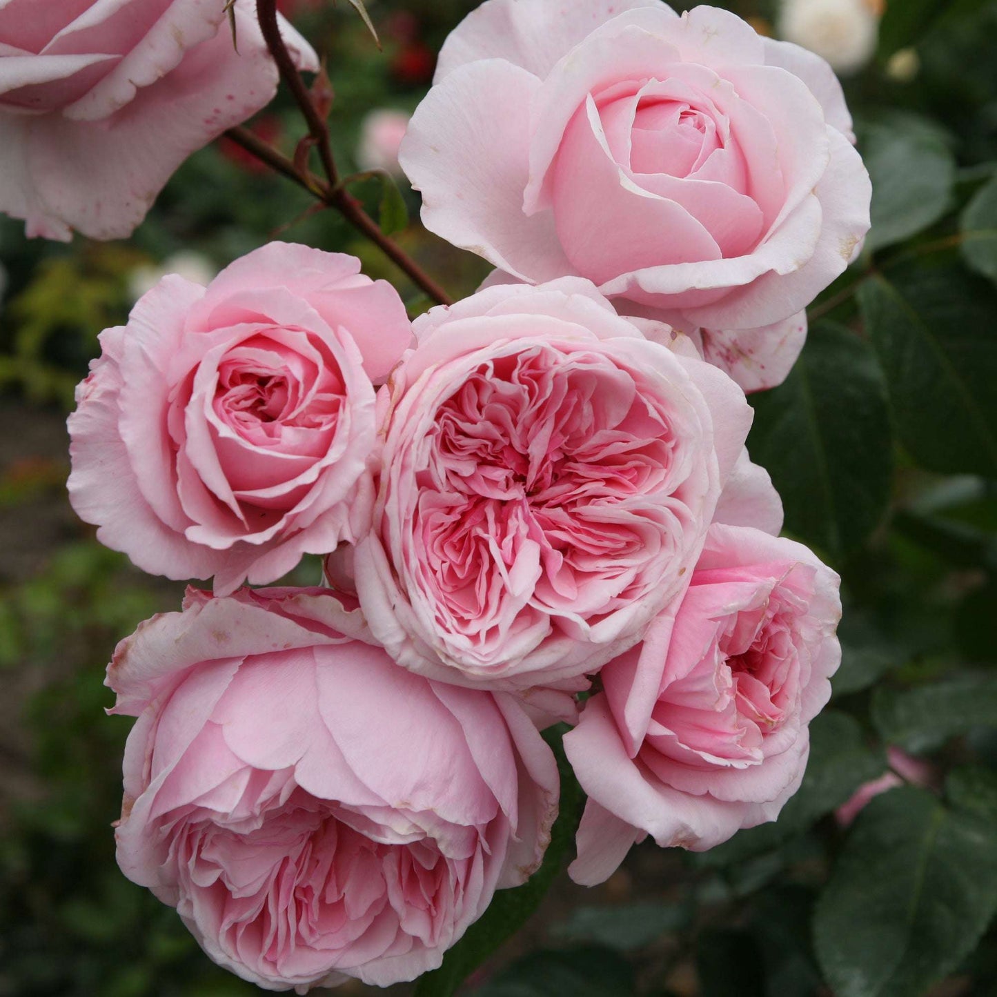 Kiss Me Kate Climbing Rose by Fresh Garden Living