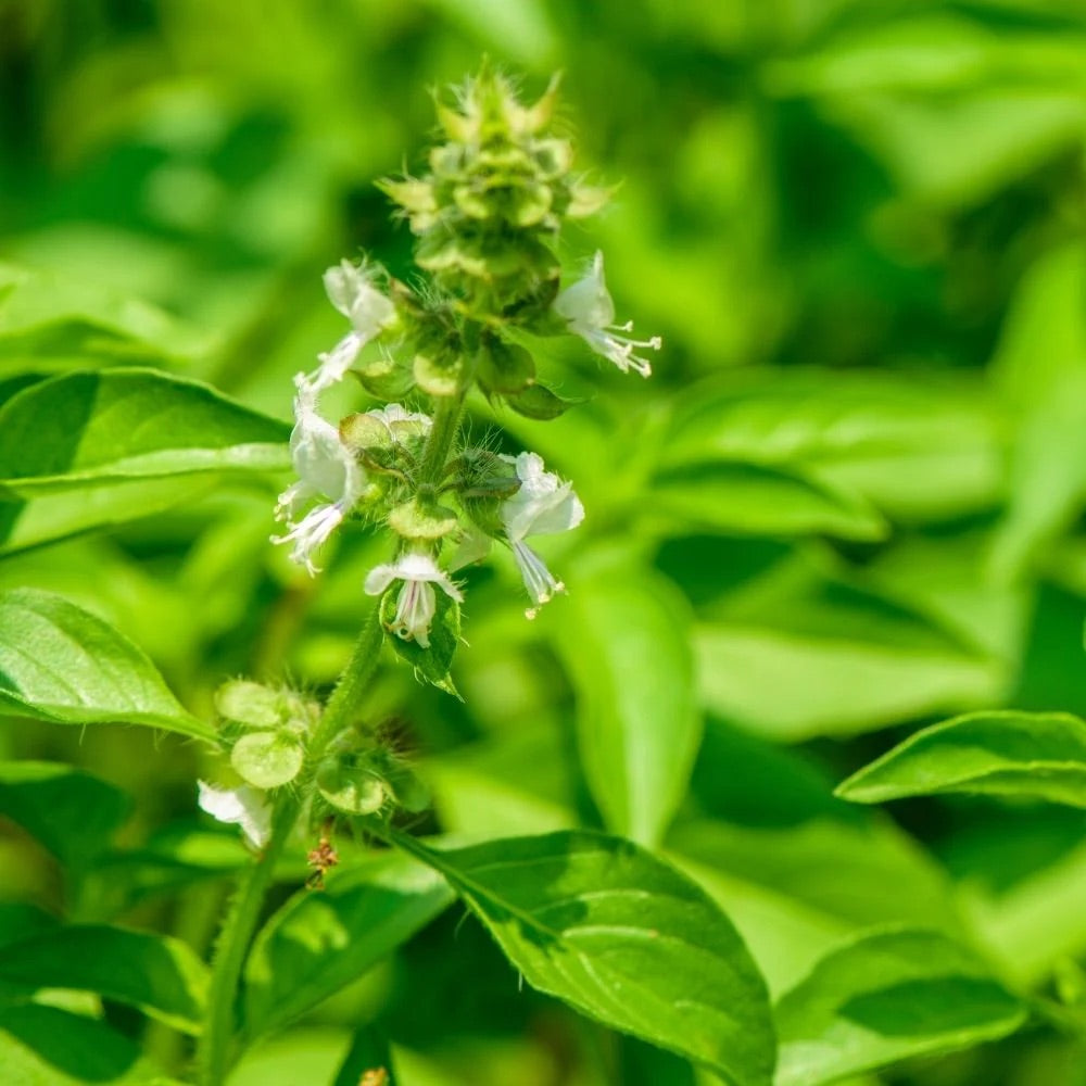 Lemon Basil Herb Seeds for Planting – Heirloom, Non-GMO, High Germination Organic Garden Seeds with Citrusy Aroma