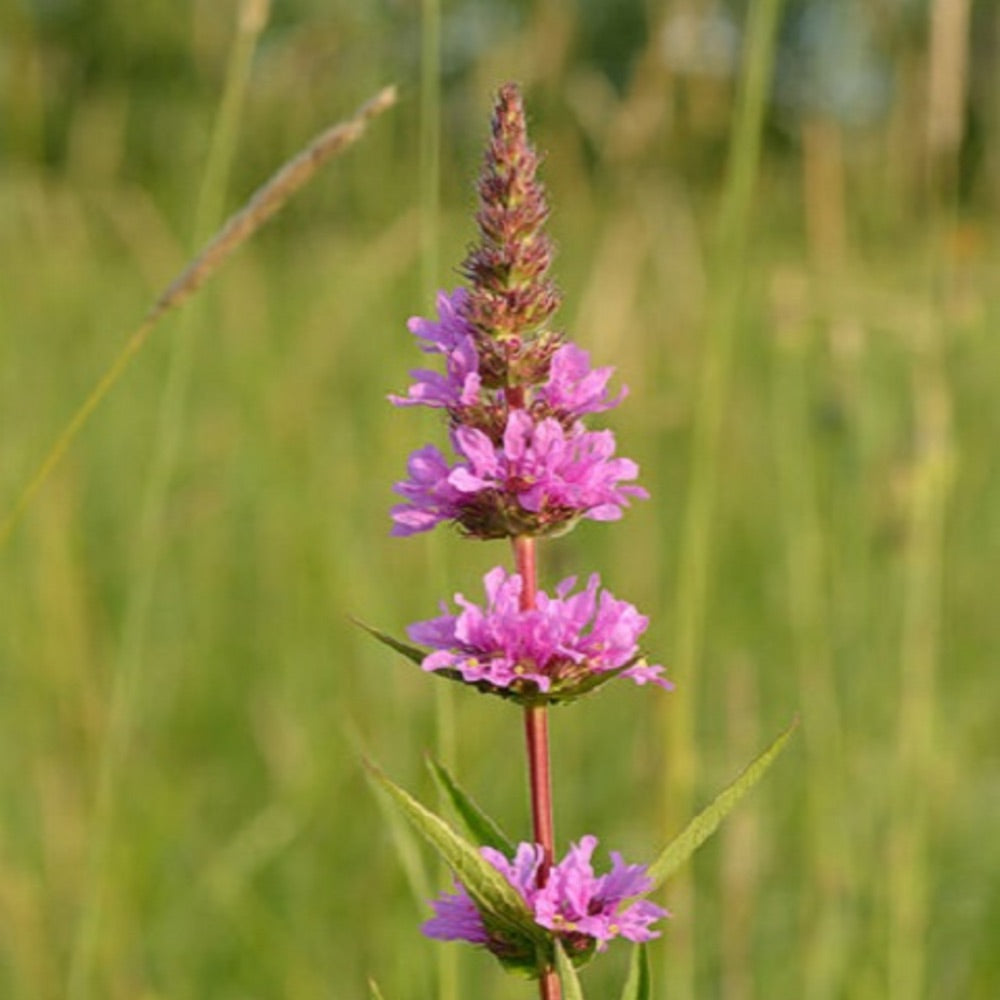 Purple Loosestrife Flower Seeds for Planting – Heirloom & Non-GMO Hardy Perennial for Wetlands and Pollinator Gardens