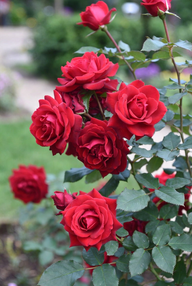 Loves Promise Rose 1.5 gallon Pot