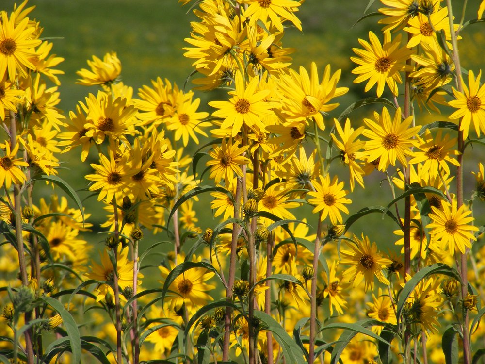 Heirloom Non-GMO Yellow Maximilian Flower Seeds for Planting – Tall Sunflower-Like Blooms