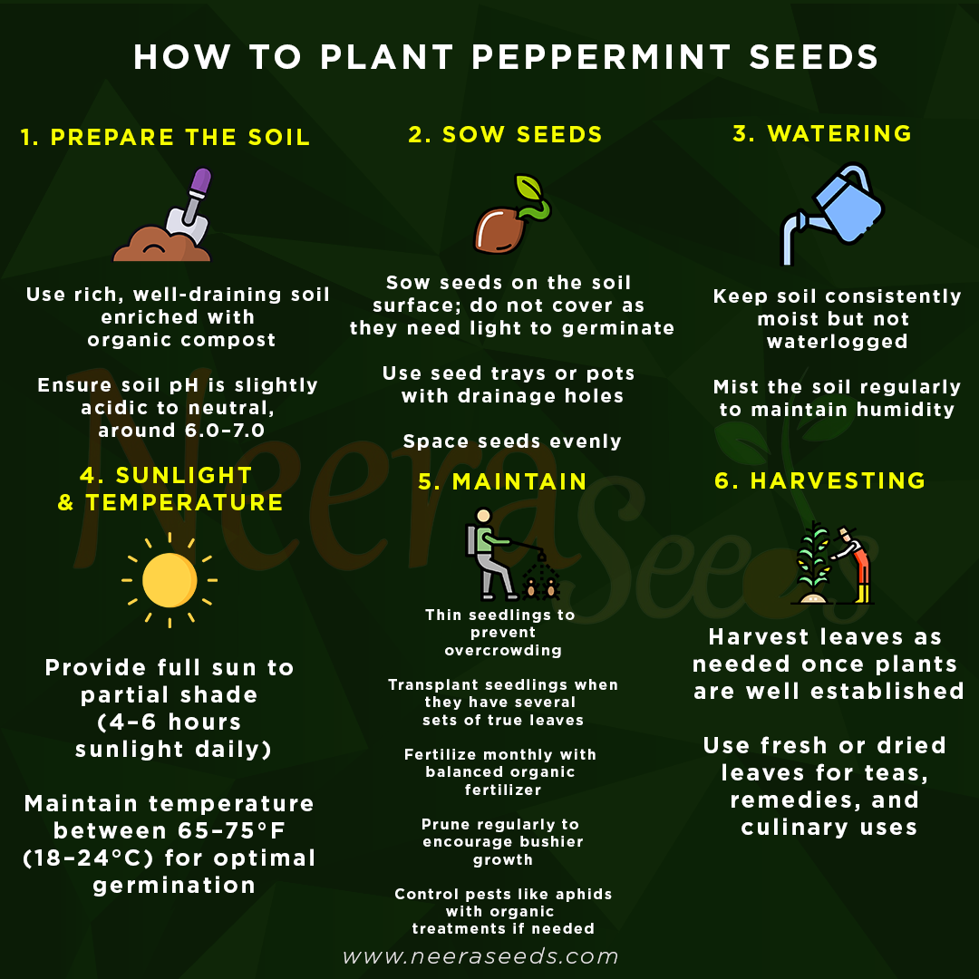 Peppermint Mint Seeds for Planting – Heirloom & Non-GMO Herb for Teas, Remedies & Culinary Gardens