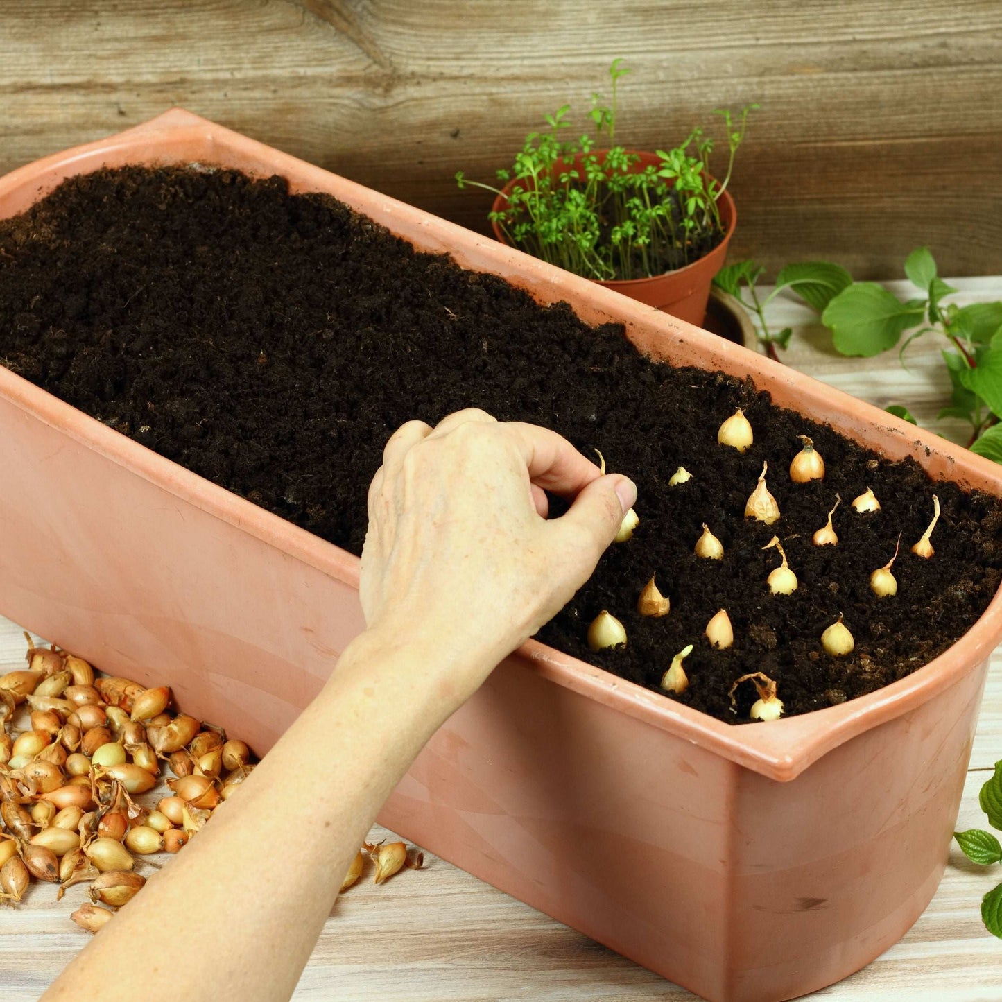 Mixed Red White And Yellow Onion Sets 50-60 Bulbs Non-GMO