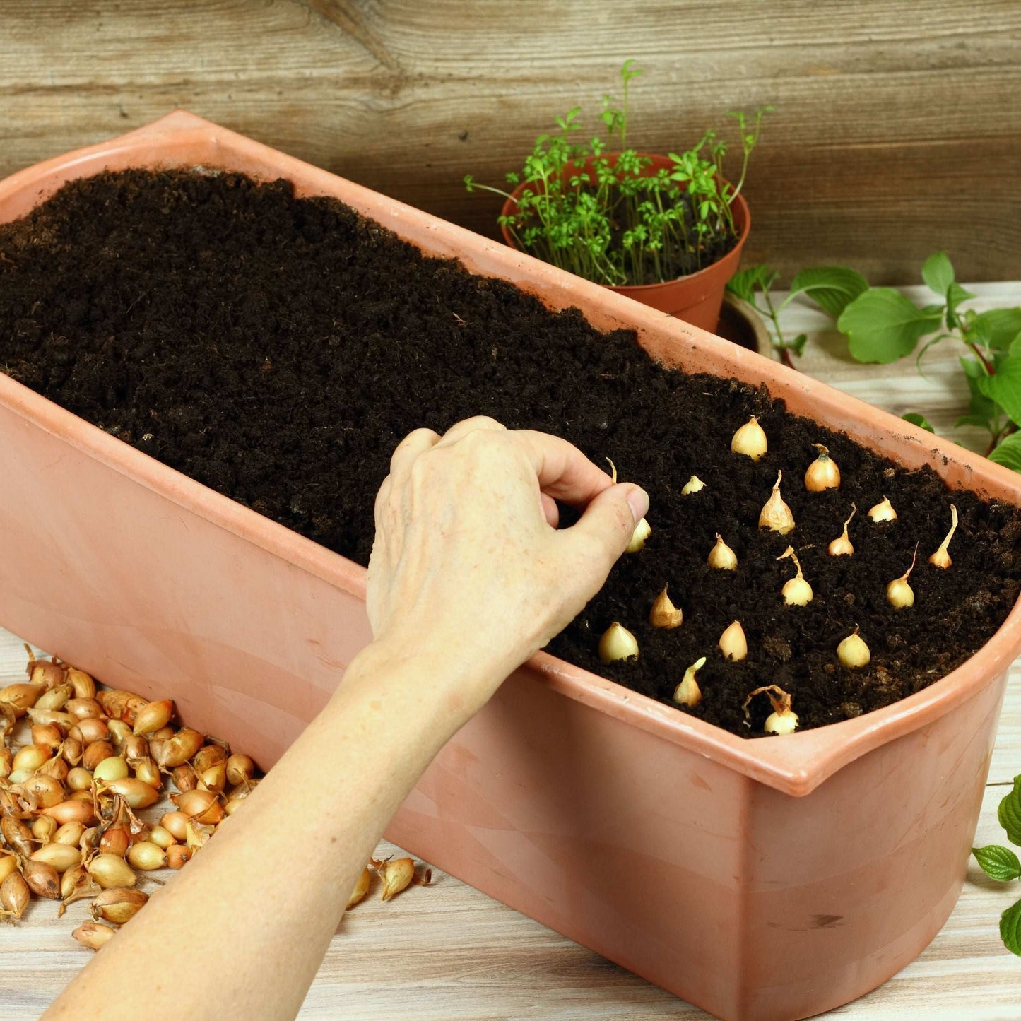 Bulk Mixed Red White & Yellow Onion Sets 4 Lbs. Non-GMO 400+ Bulbs