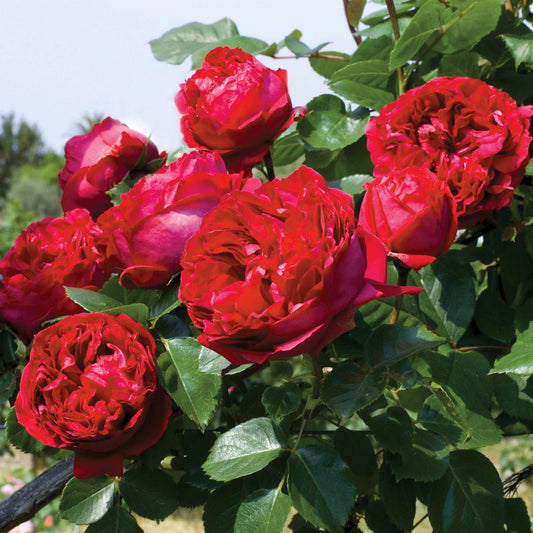 Red Eden Climbing Rose 1.5 gallon Pot