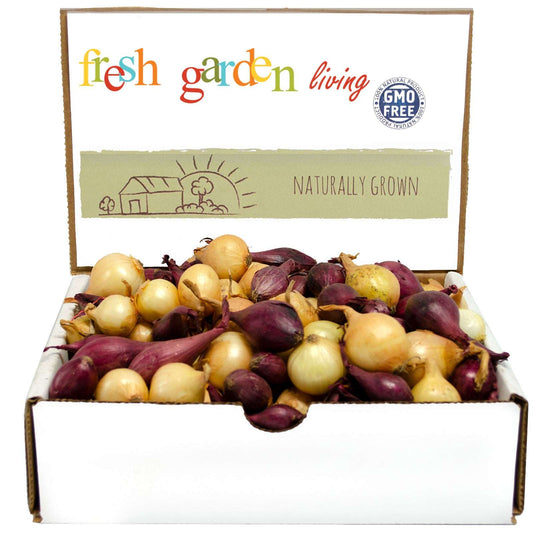 Mixed Yellow Red Onion Sets 50-60 Bulbs Non-GMO