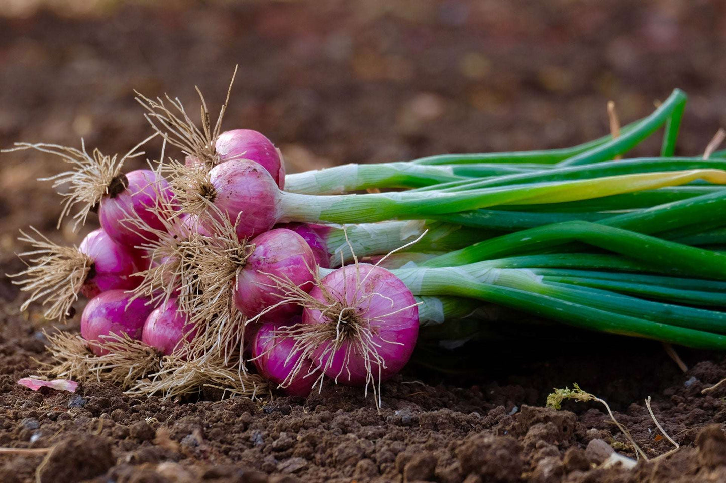 Mixed Yellow Red Onion Sets 50-60 Bulbs Non-GMO