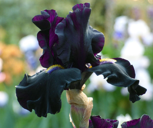 Senor Jinx Black Iris Potted Quart Pot