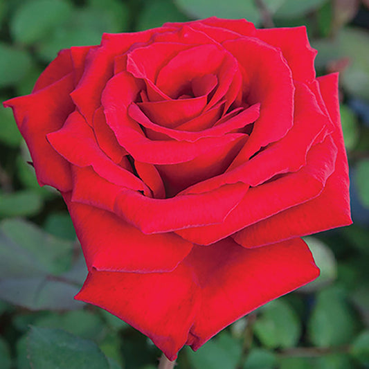 Loves Promise Rose 1.5 gallon Pot