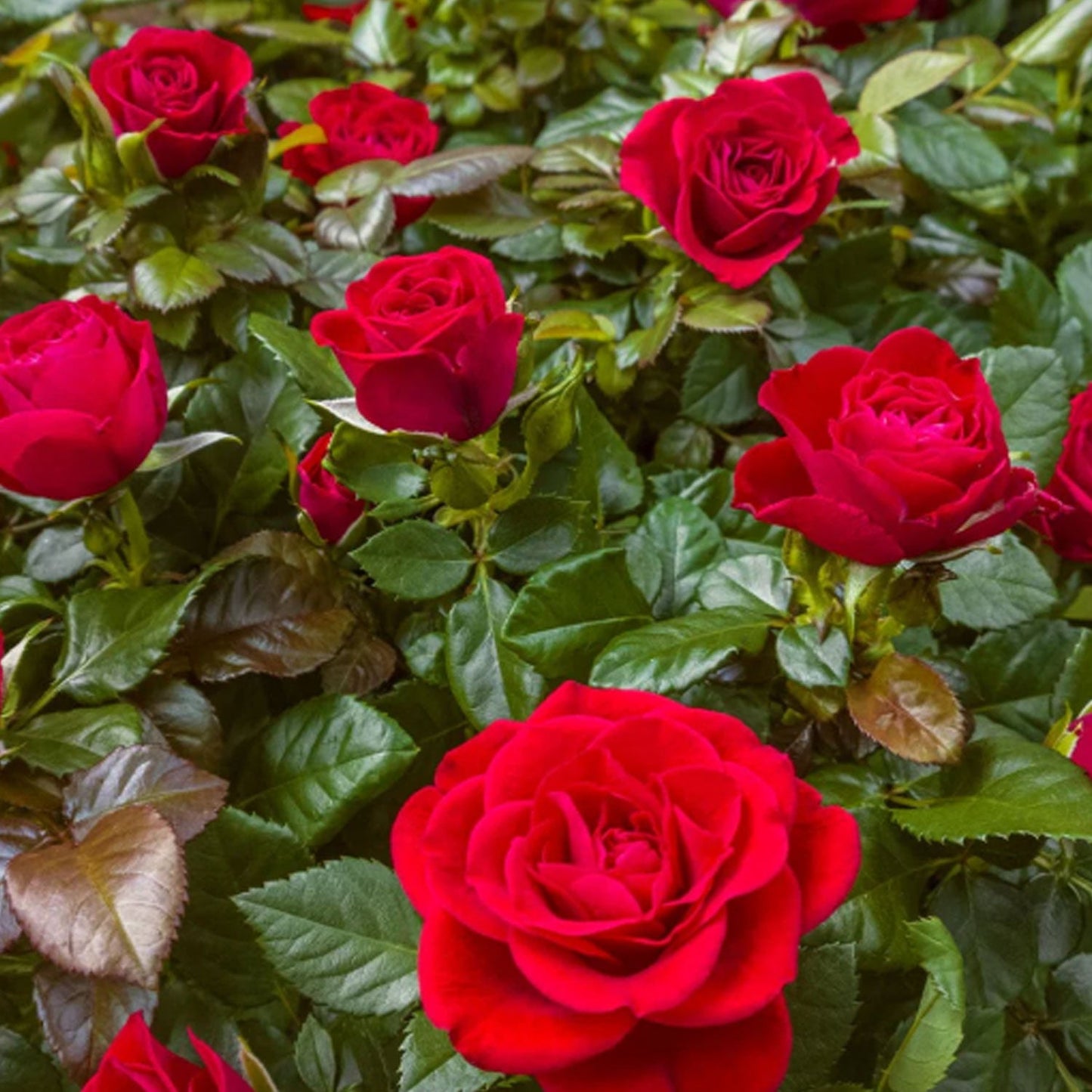 Loves Promise Rose 1.5 gallon Pot