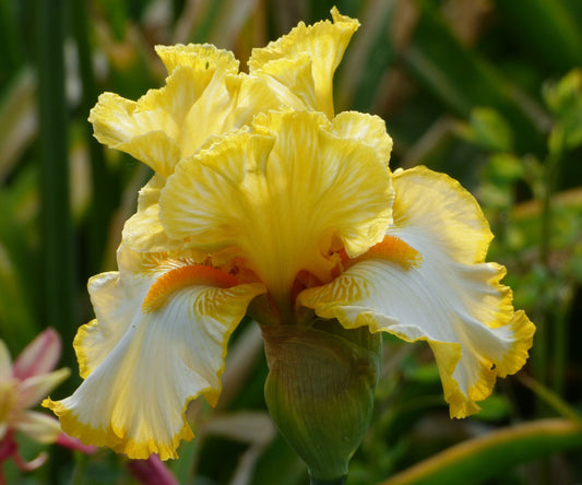 Sunrise Elegy Bearded Iris Quart Container
