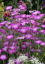 Purple Hoary Stock Flower Seeds for Planting – Organic, Heirloom & Non-GMO Fragrant Cottage Garden Blooms