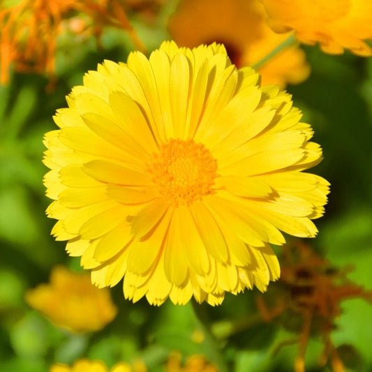 Coreopsis lanceolata Flower Seeds for Planting – Heirloom & Non-GMO Perennial Blooms for Pollinator Gardens & Wildflower Meadows