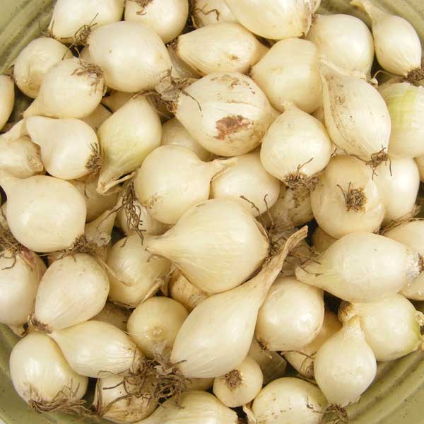 White Onion Sets 1 Lb. Non-GMO White Ebenezer Variety