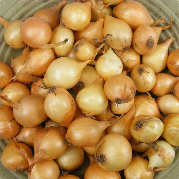 Yellow Onion Sets 1 Lb. Non-GMO Stuttgarter Variety