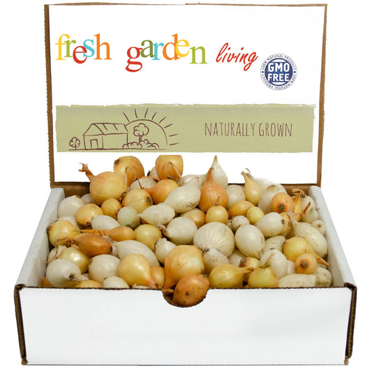 Mixed White & Yellow Onion Sets 1 Lb. Non-GMO