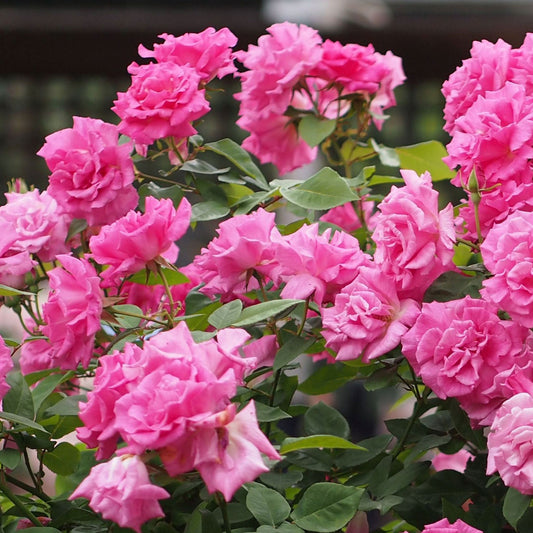 Zephirine Drouhin Climbing Rose 1.5 Gal Container