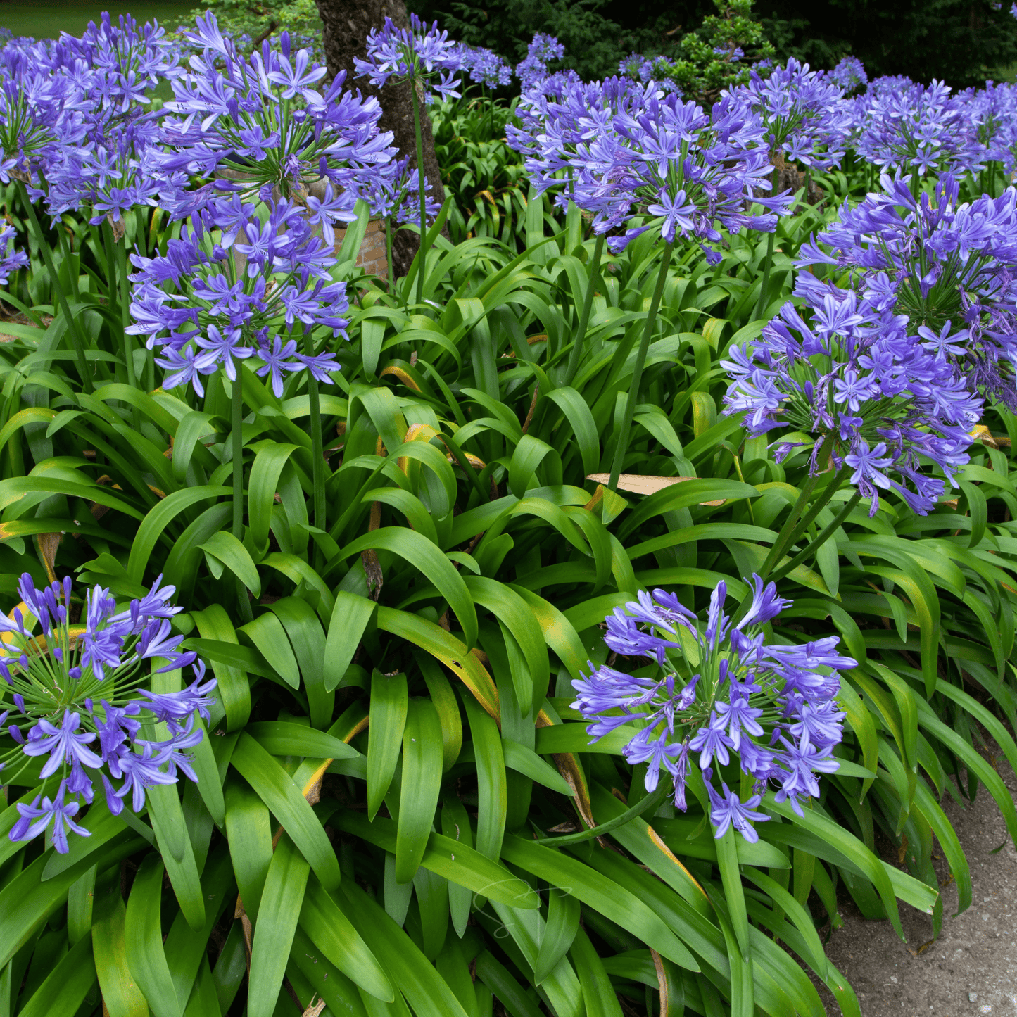 African Lily – 25 Seeds