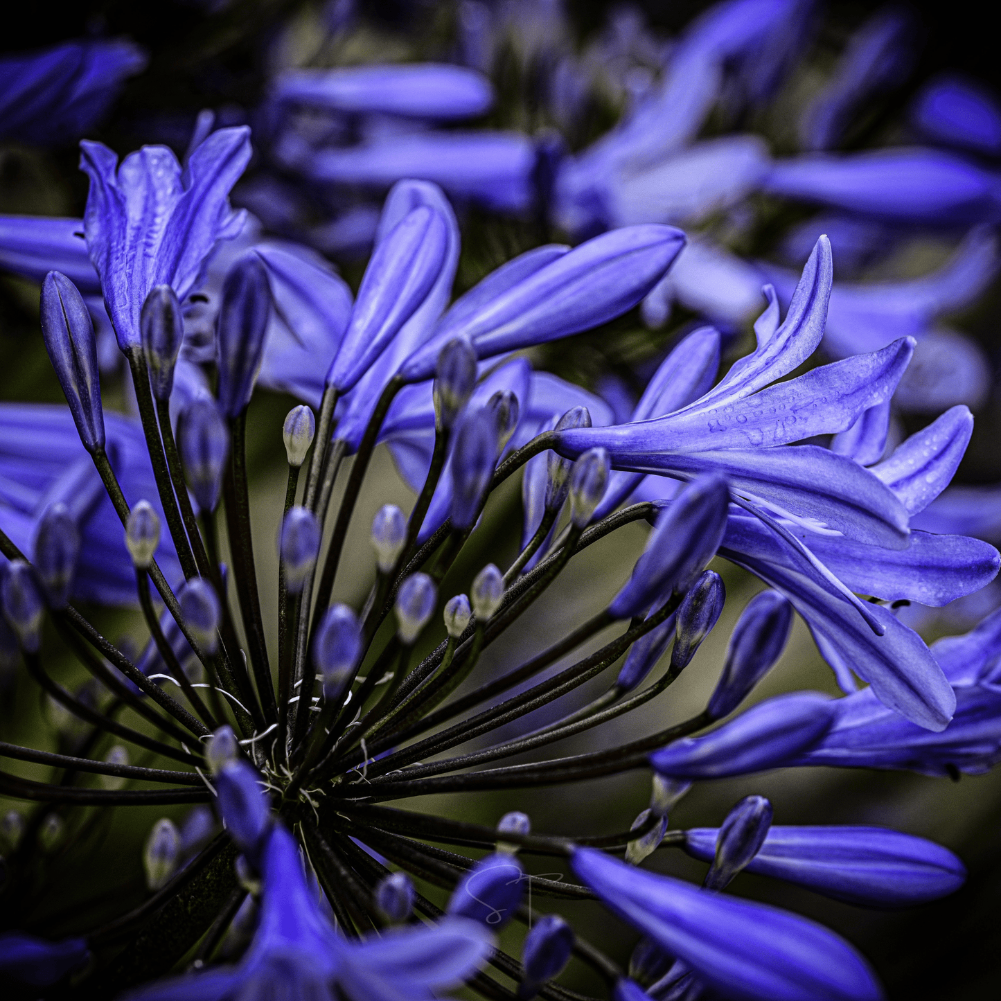 African Lily – 25 Seeds