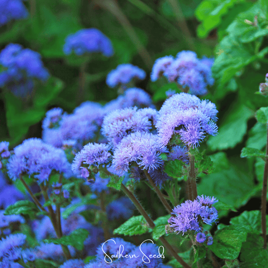 Blue Mink Dwarf Ageratum – 100 Seeds