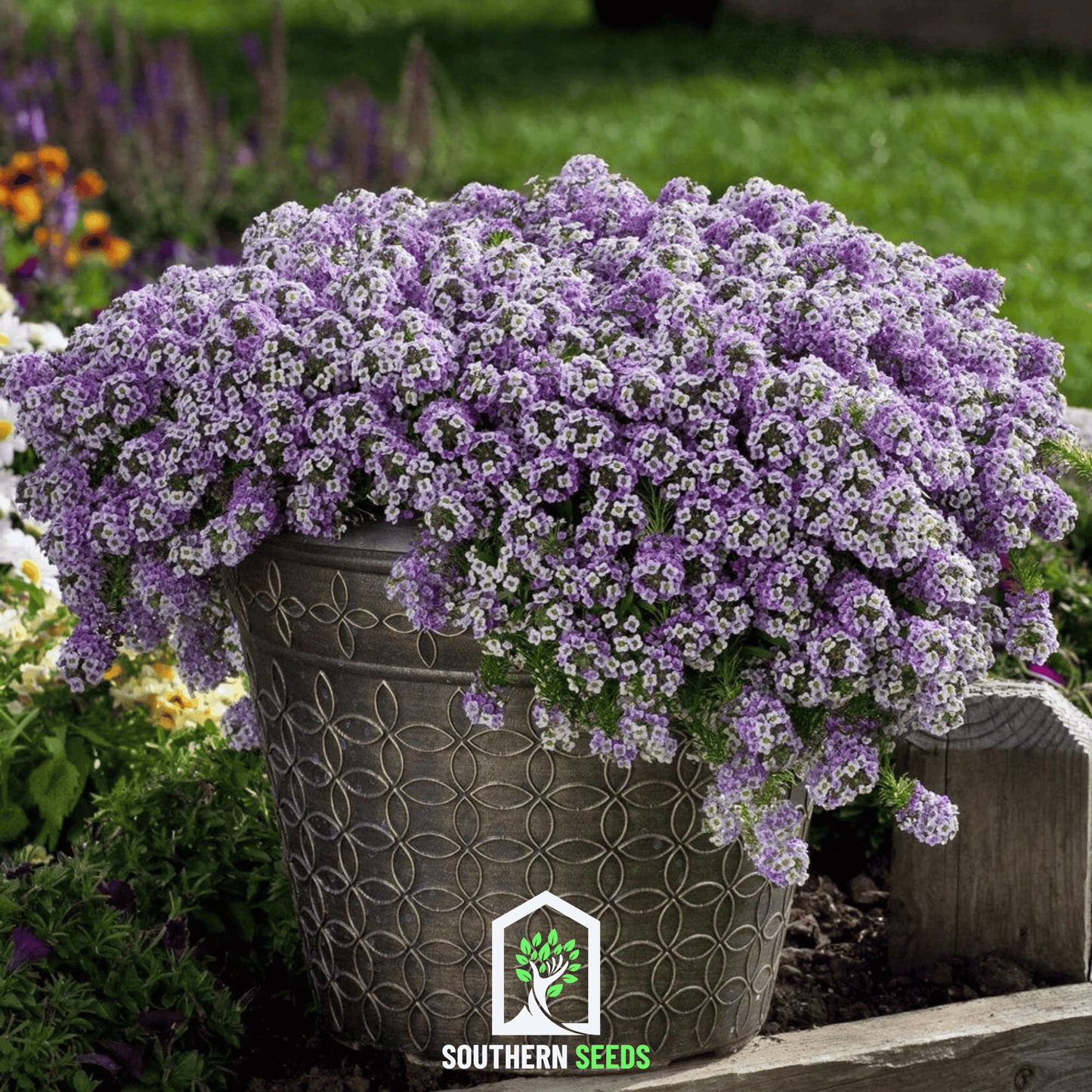 Royal Carpet Alyssum – 100 Seeds
