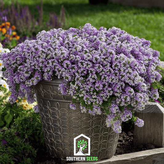 Royal Carpet Alyssum – 100 Seeds