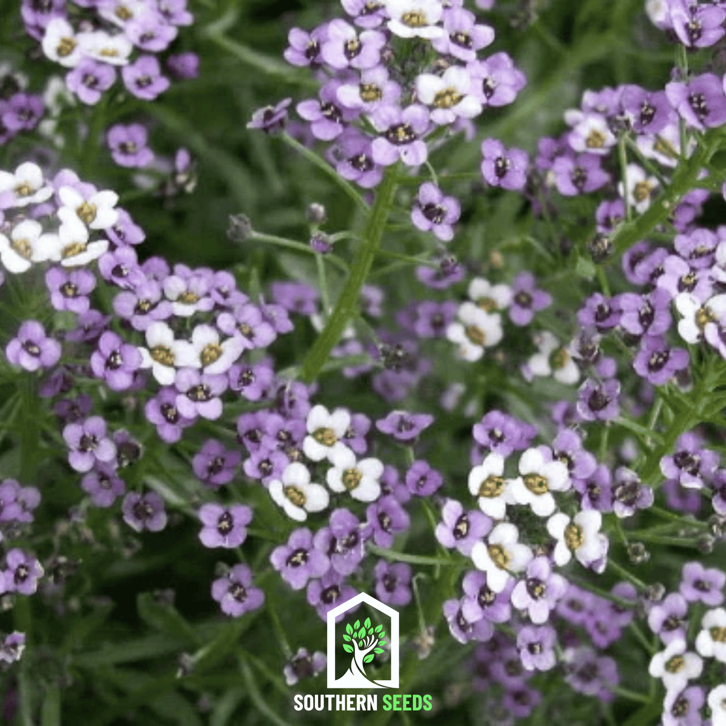 Royal Carpet Alyssum – 100 Seeds