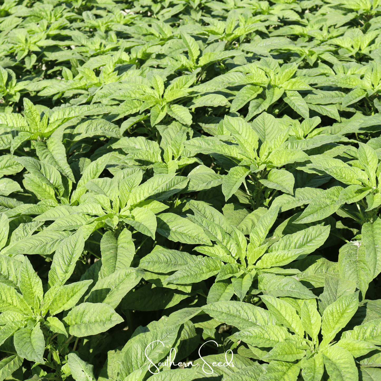 Green Callaloo Amaranth – 250 Seeds
