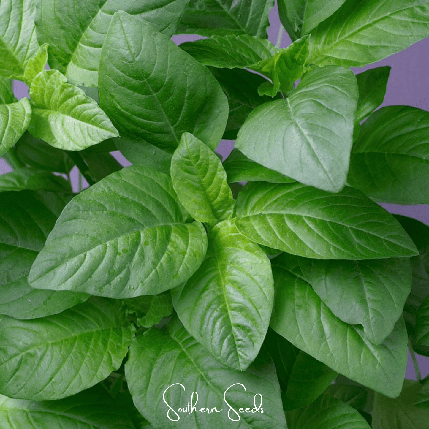 Green Callaloo Amaranth – 250 Seeds