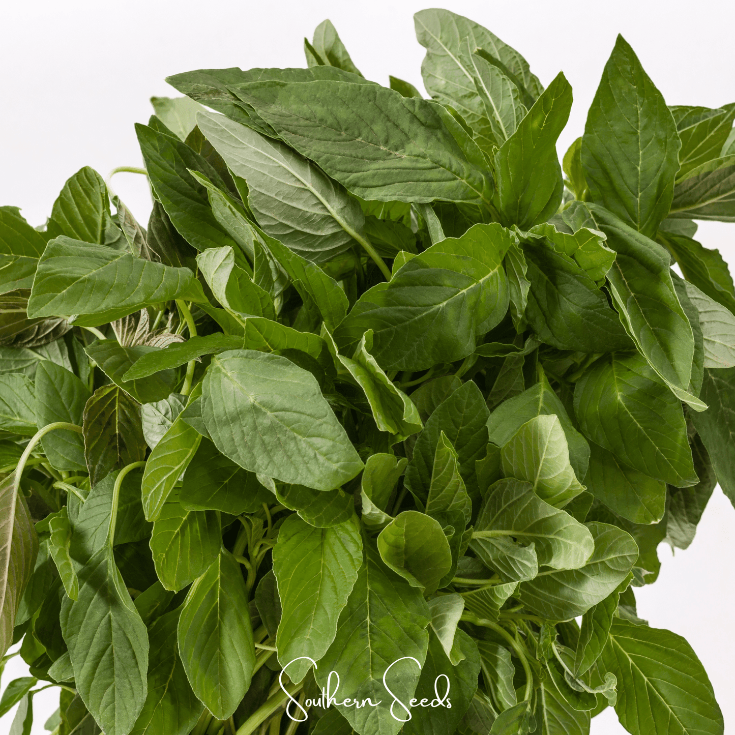 Green Callaloo Amaranth – 250 Seeds