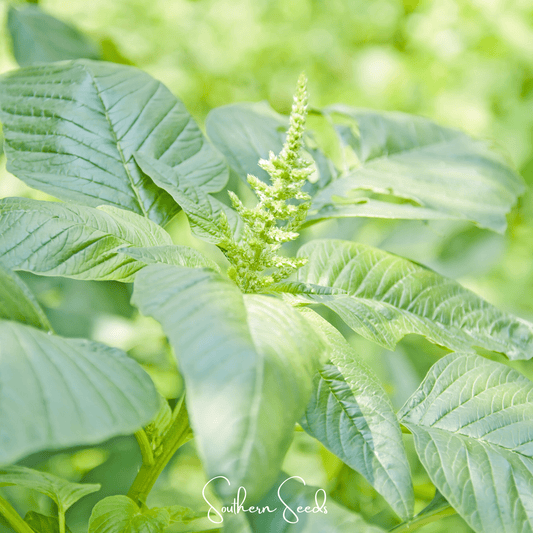 Green Callaloo Amaranth – 250 Seeds